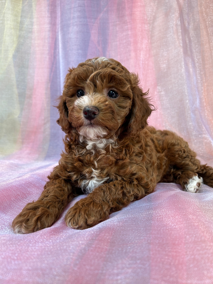 Dark Red F1b Female Bichon Poodle Puppy for Sale DOB 3-10-2025 $950